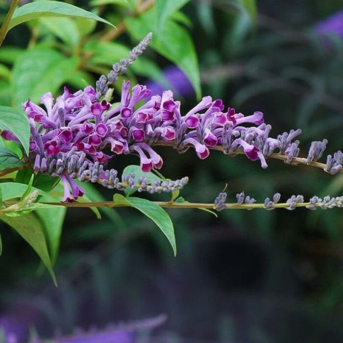 Vlinderstruik (Vlinderstruik - Buddleja lindleyana )