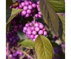 Schoonvrucht - Callicarpa bodinieri 'Profusion'