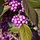 Schoonvrucht (Callicarpa bodinieri 'Profusion')