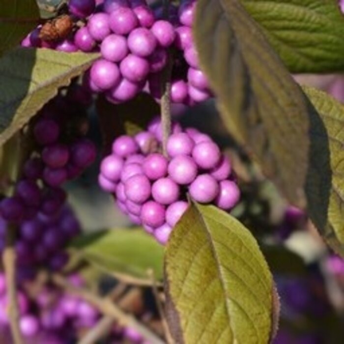 Schoonvrucht (Callicarpa bodinieri 'Profusion')