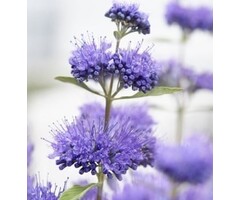 Baardbloem - Caryopteris clandonensis 'Blue Empire'