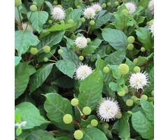 Kogelbloem - Cephalanthus occidentalis 'Magical Moonlight'
