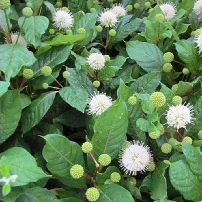 Kogelbloem - Cephalanthus occidentalis 'Magical Moonlight'