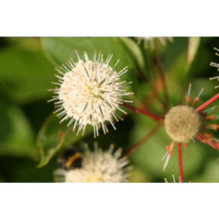 Kogelbloem - Cephalanthus occidentalis 'Magical Moonlight'
