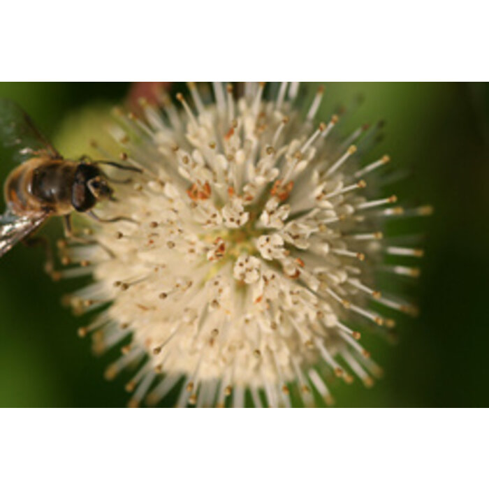 Kogelbloem - Cephalanthus occidentalis 'Magical Moonlight'