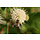 Kogelbloem - Cephalanthus occidentalis 'Magical Moonlight'
