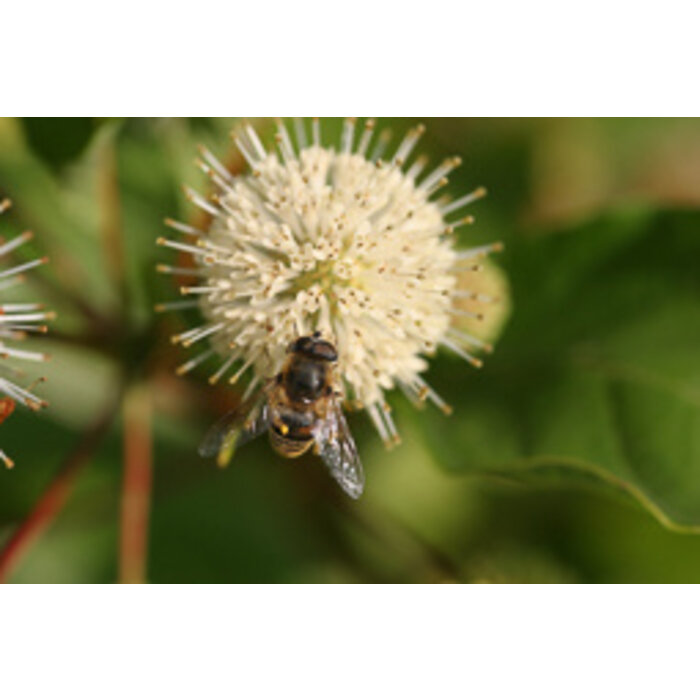 Kogelbloem - Cephalanthus occidentalis 'Magical Moonlight'