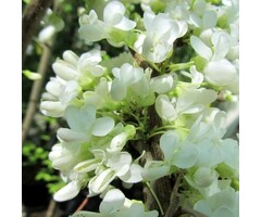 Amerikaanse judasboom (Struik) - Cercis chinensis 'Shirobana'