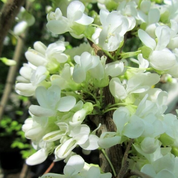 Amerikaanse judasboom (Cercis canadensis 'Vanilla Twist')