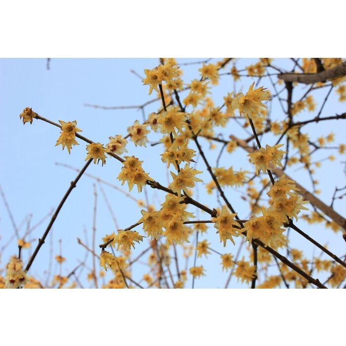 Winterzoet (Chimonanthus praecox )