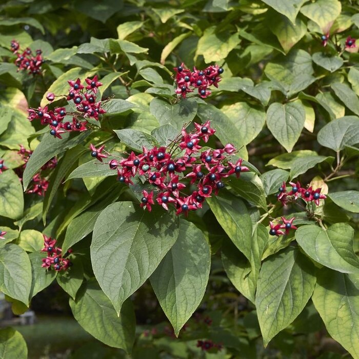 Kansenboom meerstammig - Clerodendrum trichotomum
