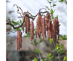 Rode krulhazelaar op stam - Corylus avellana 'Red Majestic'