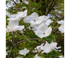 Kornoelje - Cornus 'Eddie's White Wonder'