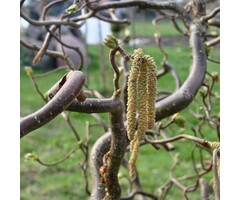 Krulhazelaar - Corylus avellana 'Twister'