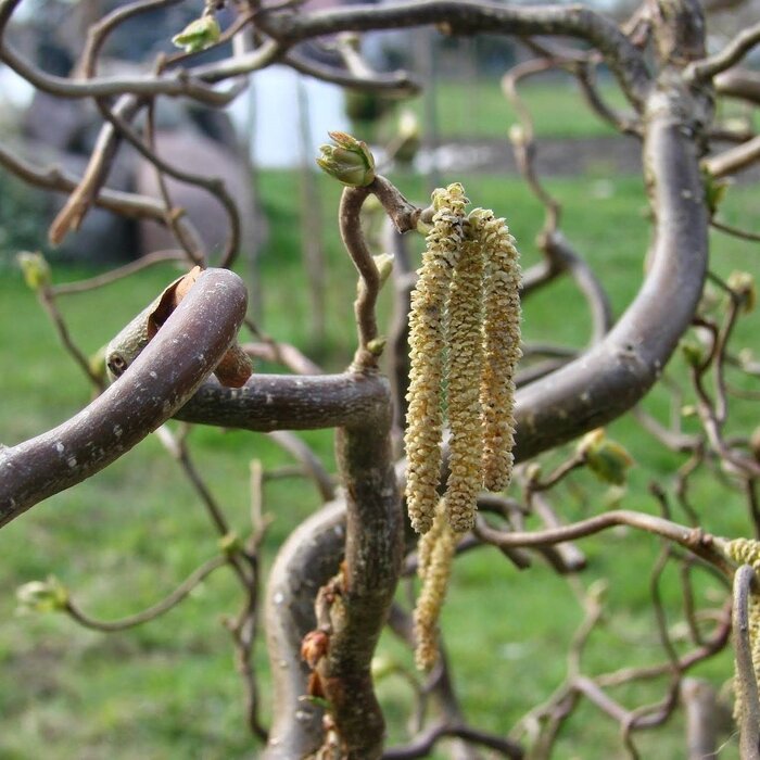 Krulhazelaar (Corylus avellana 'Twister')