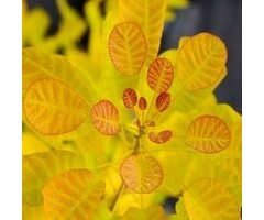 Pruikenboom - Cotinus coggygria Golden Spirit ®