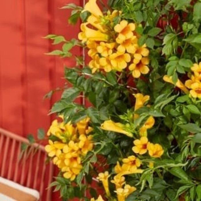 Trompetbloem - Campsis radicans 'Yellow Trumpet'