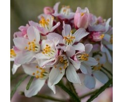 Mexicaanse oranjebloesem - Choisya ternata Apple Blossom