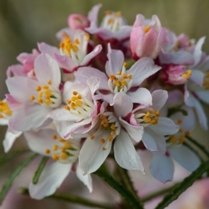 Mexicaanse oranjebloesem - Choisya ternata Apple Blossom
