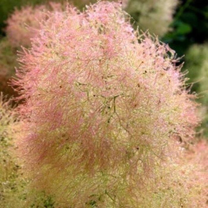 Pruikenboom (Cotinus coggygria 'Lilla'®)
