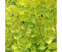 Pruikenboom - Cotinus coggygria 'Lilla'®