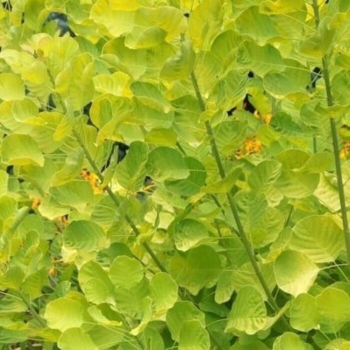 Pruikenboom (Cotinus coggygria 'Lilla'®)