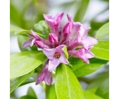 Peperboompje - Daphne Perfume Princess