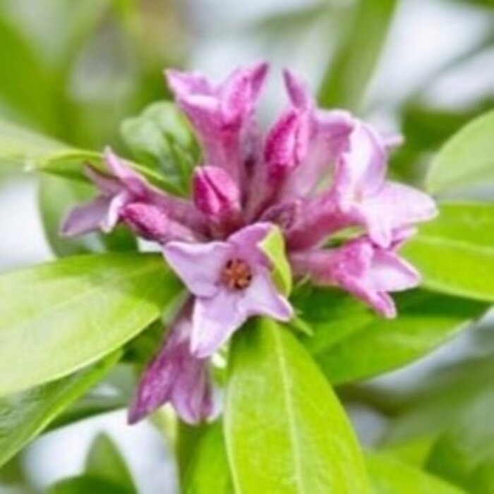 Peperboompje (Daphne Perfume Princess)