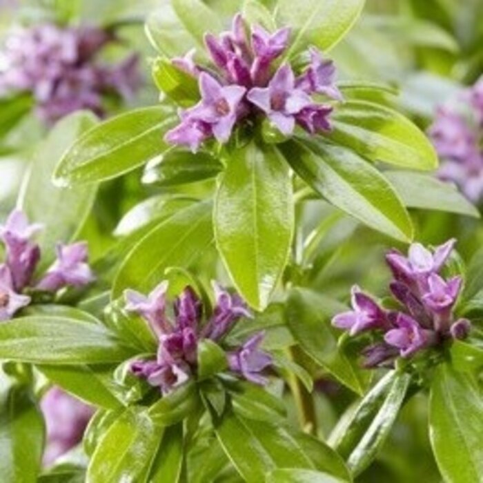 Peperboompje (Daphne Perfume Princess)