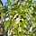 Vaantjesboom - Davidia involucrata vilmoriniana