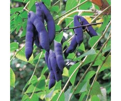 Augurkenstruik - Decaisnea fargesii