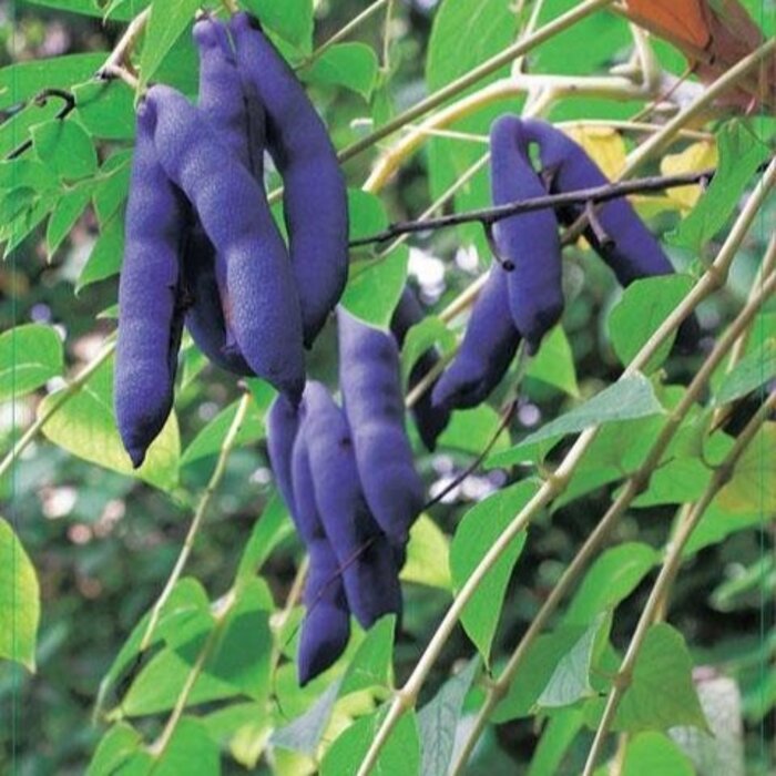 Augurkenstruik - Decaisnea fargesii