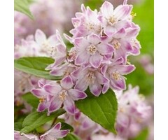Bruidsbloem - Deutzia 'Raspberry Sundae'