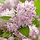 Bruidsbloem (Deutzia 'Raspberry Sundae')