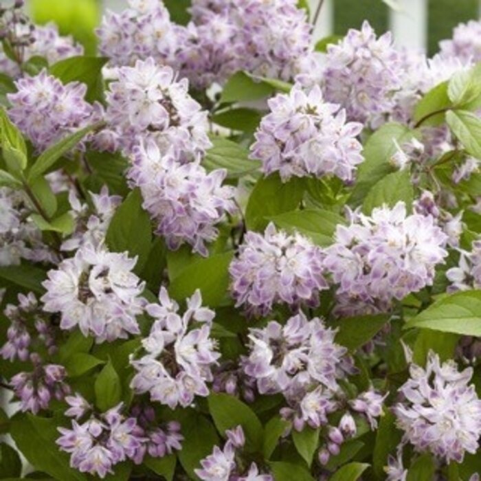 Bruidsbloem (Deutzia 'Raspberry Sundae')