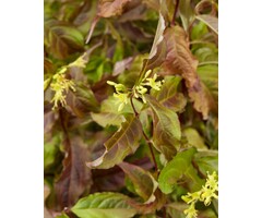 Amerikaanse weigelia - Diervilla Honey Surprise
