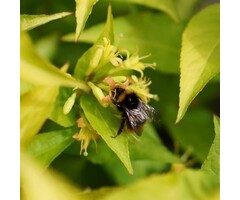 Amerikaanse weigelia - Diervilla rivularis Honeybee