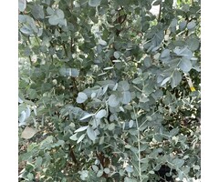 Eucalyptus - Eucalyptus gunnii
