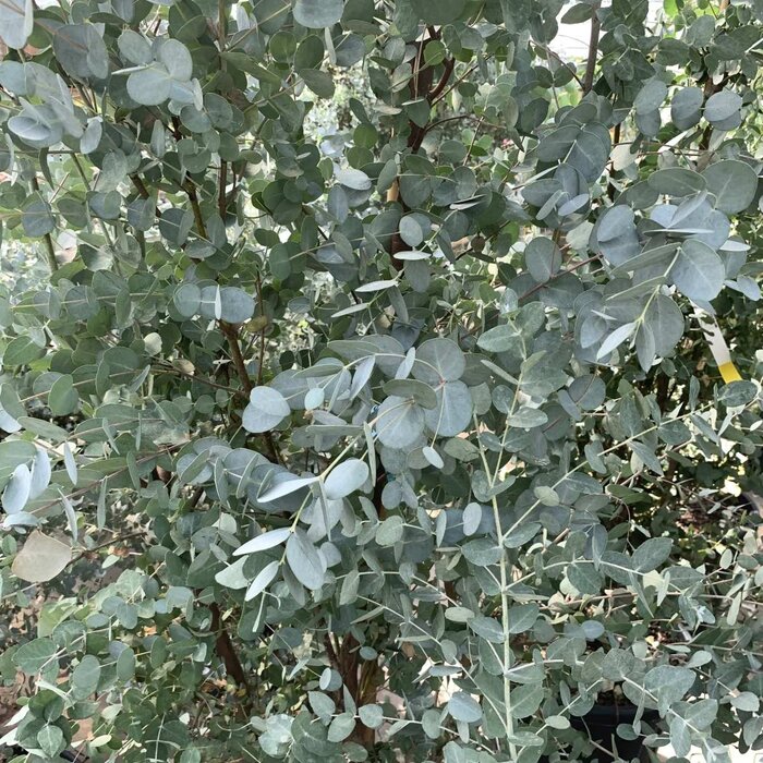 Eucalyptus (Eucalyptus gunnii)
