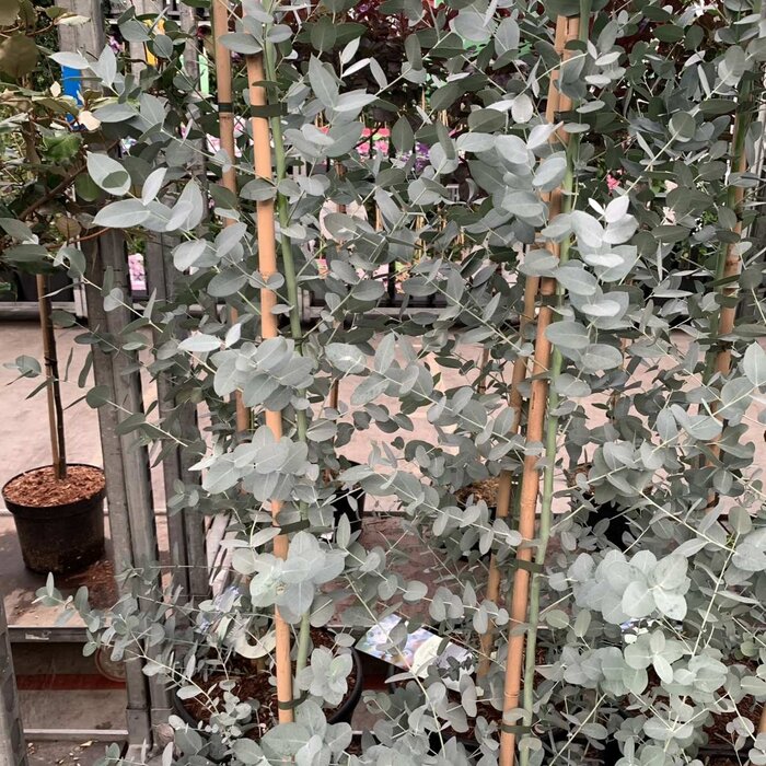 Eucalyptus (Eucalyptus gunnii)