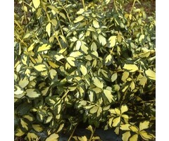 Kardinaalshoed - Euonymus fortunei 'Blondy®'