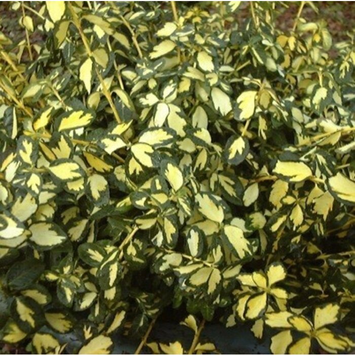 Kardinaalshoed (Euonymus fortunei 'Blondy®')