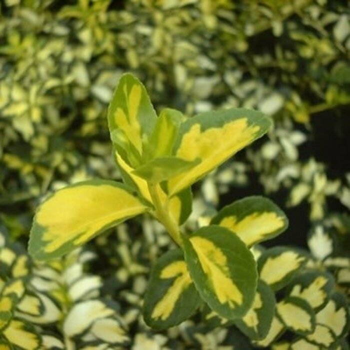 Kardinaalshoed (Euonymus fortunei 'Blondy®')