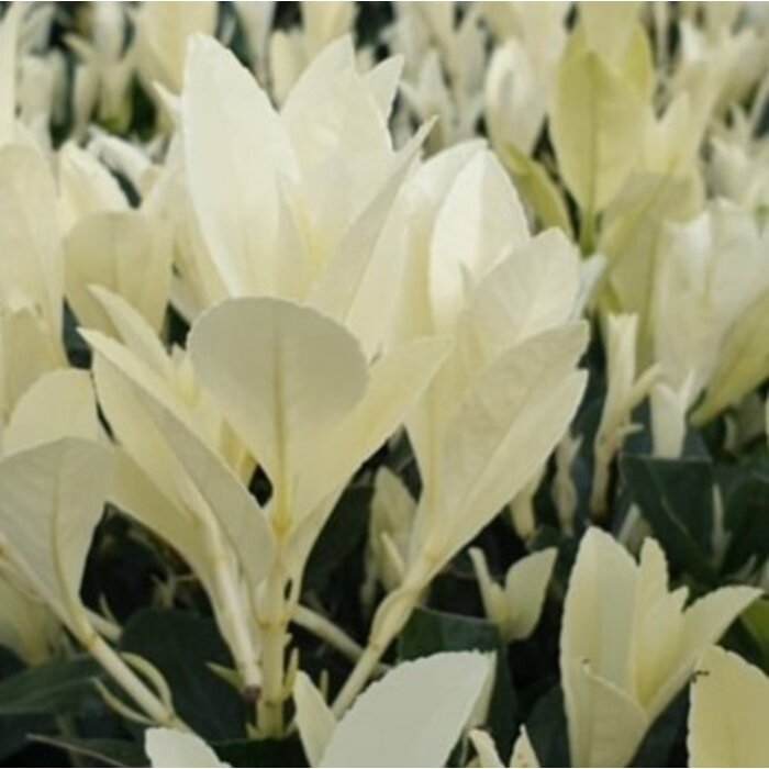 Japanse kardinaalshoed (Euonymus japonicus Himalaya)