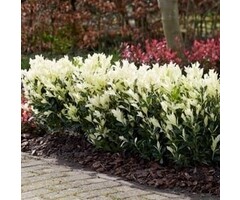 Japanse kardinaalshoed - Euonymus japonicus Himalaya