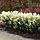 Japanse kardinaalshoed (Euonymus japonicus Himalaya)