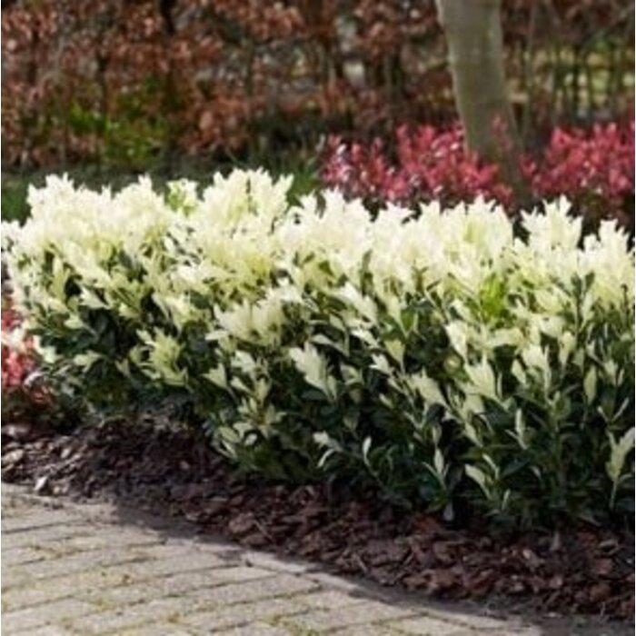 Japanse kardinaalshoed (Euonymus japonicus Himalaya)