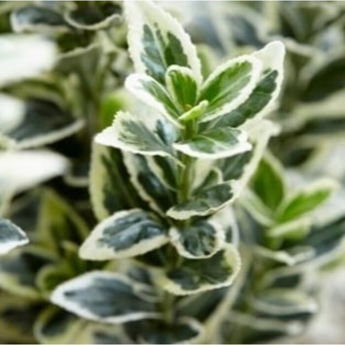 Japanse kardinaalshoed (Euonymus japonicus 'White Spire' ®)