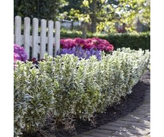 Japanse kardinaalshoed - Euonymus japonicus 'White Spire' ®