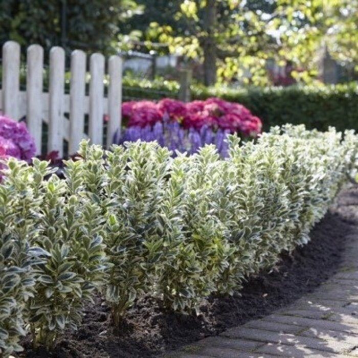 Japanse kardinaalshoed (Euonymus japonicus 'White Spire' ®)